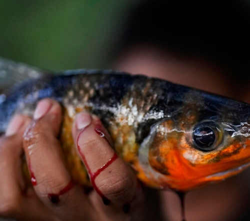 Microplásticos já afetam a respiração e a alimentação de peixes nos rios da Amazônia