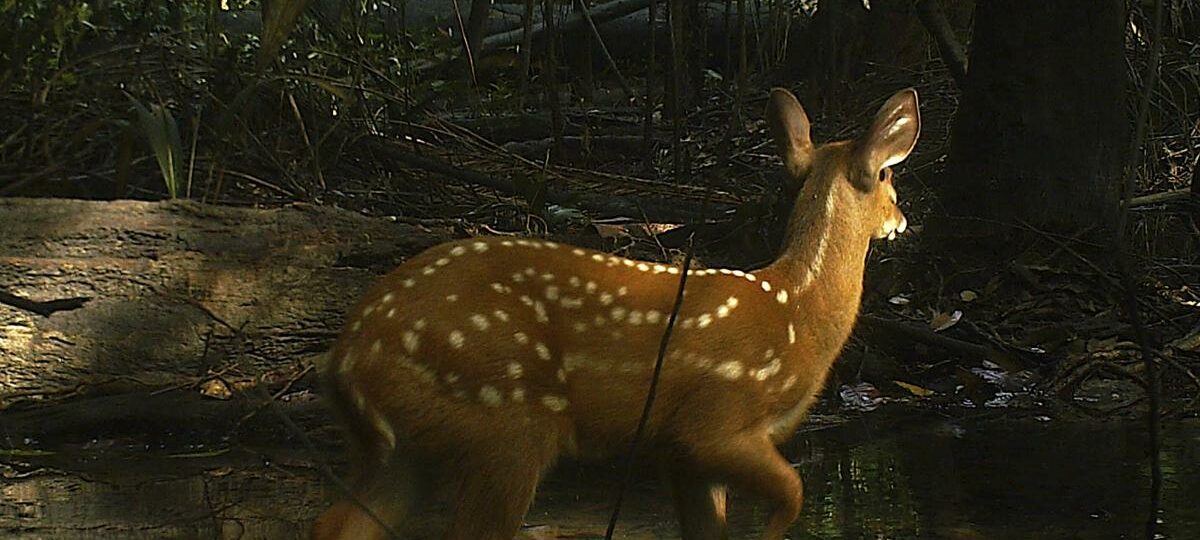 Documentário registra saber ancestral do povo Baniwa sobre manejo da fauna e alerta para impactos da crise climática na Amazônia