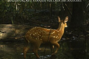 Documentário registra saber ancestral do povo Baniwa sobre manejo da fauna e alerta para impactos da crise climática na Amazônia