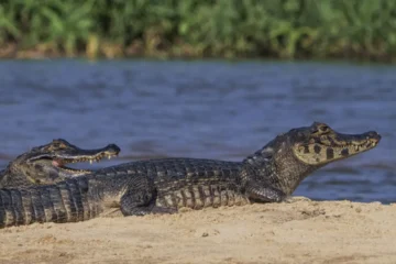 Pantanal perdeu cerca de 80% da água superficial em quatro décadas, aponta estudo