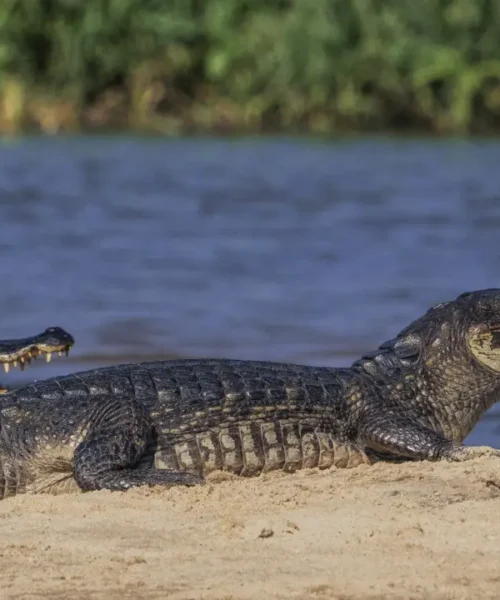 Pantanal perdeu cerca de 80% da água superficial em quatro décadas, aponta estudo