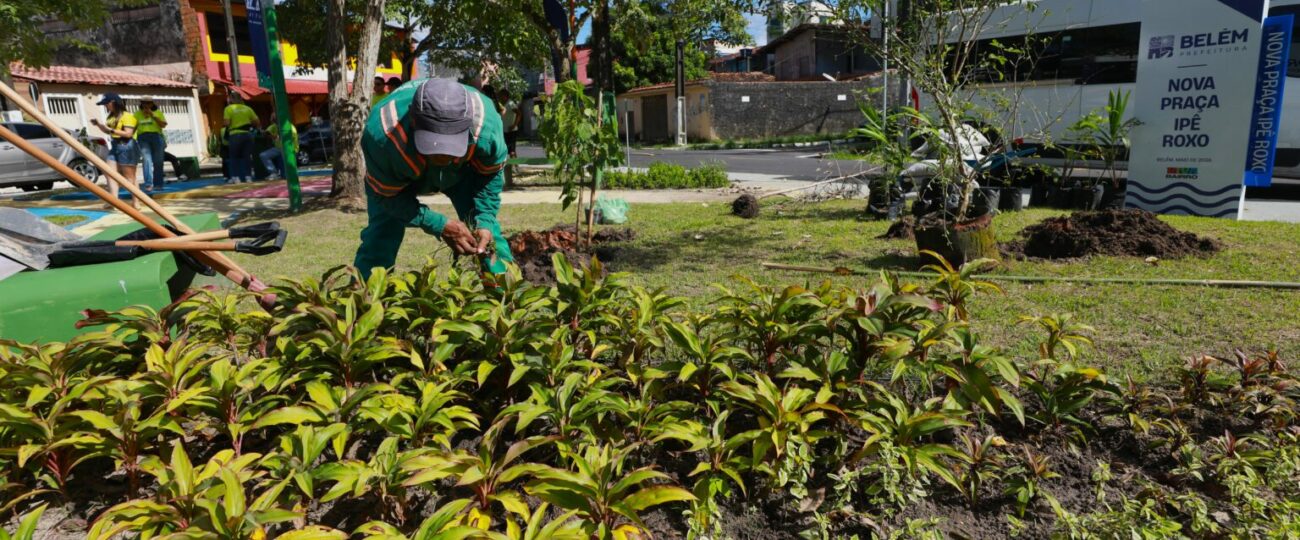 Belém ultrapassa marca de 20 mil mudas plantadas no primeiro semestre e reforça arborização urbana