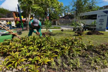 Belém ultrapassa marca de 20 mil mudas plantadas no primeiro semestre e reforça arborização urbana