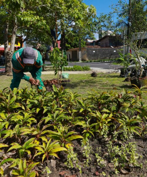 Belém ultrapassa marca de 20 mil mudas plantadas no primeiro semestre e reforça arborização urbana