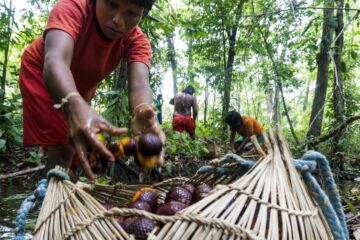 Plano Safra amplia incentivos à sociobioeconomia, mas acesso ao crédito ainda desafia povos tradicionais
