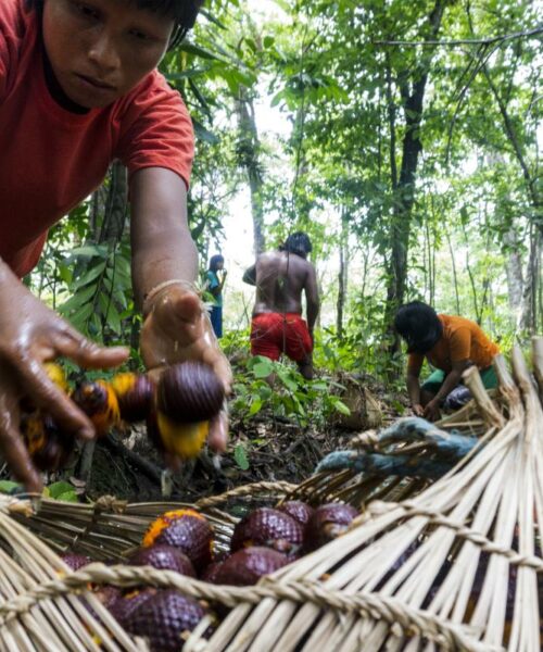 Plano Safra amplia incentivos à sociobioeconomia, mas acesso ao crédito ainda desafia povos tradicionais