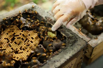 Pesquisadora do INPA recebe prêmio internacional por estudo sobre samburá de abelha amazônica sem ferrão