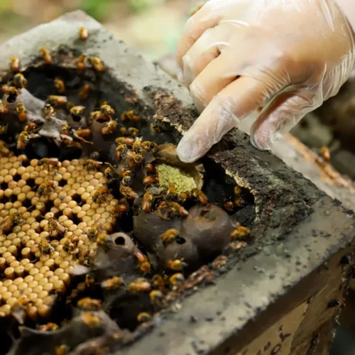 Pesquisadora do INPA recebe prêmio internacional por estudo sobre samburá de abelha amazônica sem ferrão