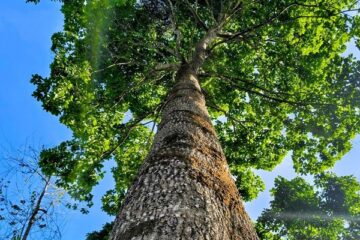 Pesquisa do Inpa mede capacidade de castanheiras em capturar carbono e reforça potencial dos sistemas agroflorestais na Amazônia