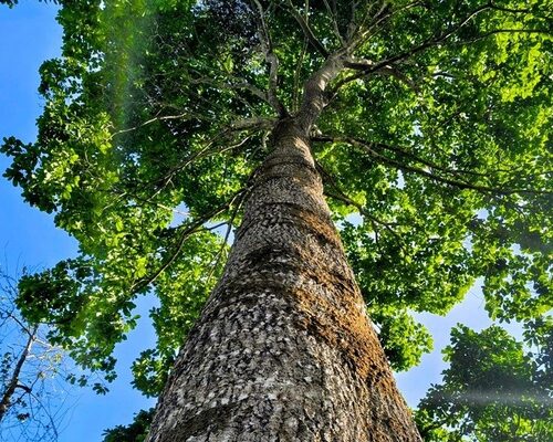 Pesquisa do Inpa mede capacidade de castanheiras em capturar carbono e reforça potencial dos sistemas agroflorestais na Amazônia