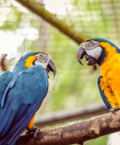 Parque Ambiental Chico Mendes será fechado temporariamente para obras de revitalização