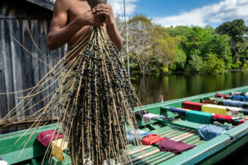 Programa conecta negócios da bioeconomia amazônica a investidores e mercados com foco em demandas reais