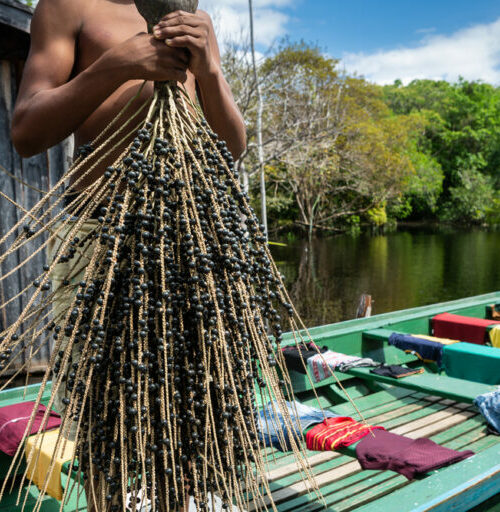 Programa conecta negócios da bioeconomia amazônica a investidores e mercados com foco em demandas reais
