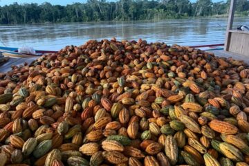 Governo Federal prorroga emergência fitossanitária no Acre para conter avanço de doença que ameaça a produção de cacau