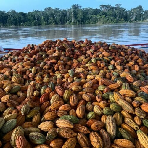 Governo Federal prorroga emergência fitossanitária no Acre para conter avanço de doença que ameaça a produção de cacau