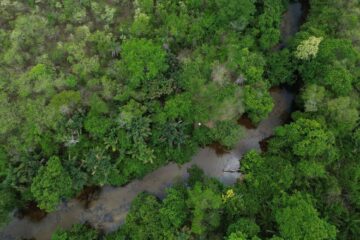 Projeto quer restaurar 600 mil hectares de vegetação nativa e fortalecer economia da restauração no Brasil