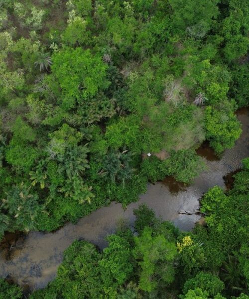 Projeto quer restaurar 600 mil hectares de vegetação nativa e fortalecer economia da restauração no Brasil
