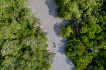 Julho Verde mobiliza comunidades tradicionais em defesa dos manguezais amazônicos