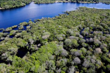 Alertas de desmatamento na Amazônia caem 35% em junho e atingem menor área para o mês em 20 anos