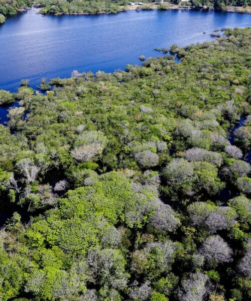 Alertas de desmatamento na Amazônia caem 35% em junho e atingem menor área para o mês em 20 anos