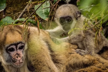 Fósseis encontrados no Acre revelam parentes desconhecidos do maior macaco que viveu nas Américas