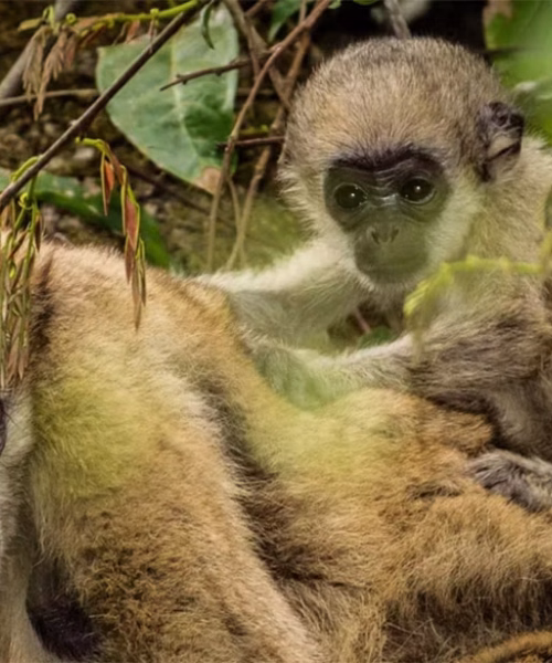 Fósseis encontrados no Acre revelam parentes desconhecidos do maior macaco que viveu nas Américas