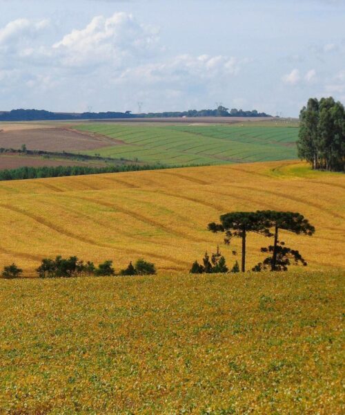 Super El Niño, Coalizão Brasil aponta quatro medidas para preparar agricultura para extremos climáticos