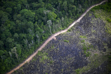 Alertas de desmatamento na Amazônia e no Cerrado atingem menor nível da série histórica