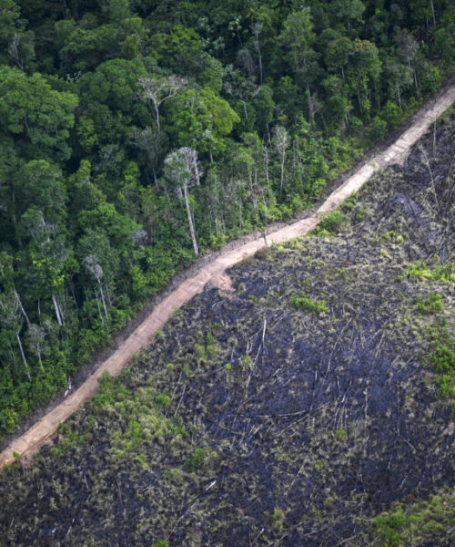 Alertas de desmatamento na Amazônia e no Cerrado atingem menor nível da série histórica
