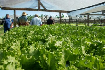 Agricultura familiar ganha força em Rio Branco com mecanização, insumos e apoio à comercialização
