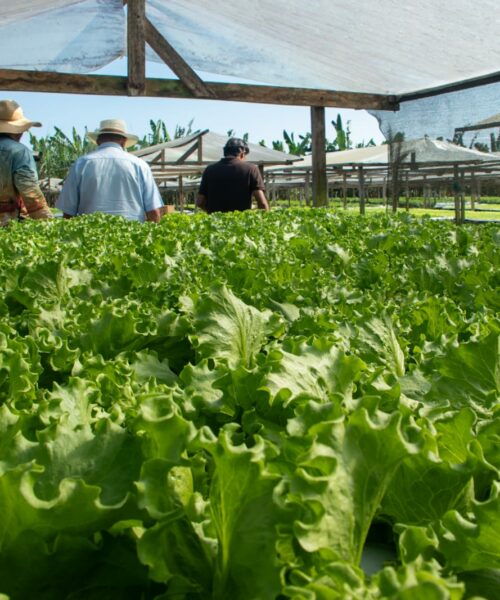 Agricultura familiar ganha força em Rio Branco com mecanização, insumos e apoio à comercialização