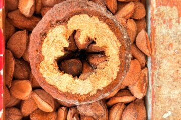 Programa Raiz Empreendedora chega a Tabatinga e Marabá para fortalecer negócios da bioeconomia amazônica