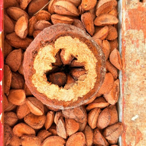 Programa Raiz Empreendedora chega a Tabatinga e Marabá para fortalecer negócios da bioeconomia amazônica