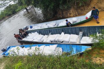 Povo Wai Wai colhe 175 toneladas de castanha em Roraima após safra zerada pela seca em 2025