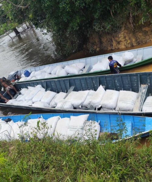 Povo Wai Wai colhe 175 toneladas de castanha em Roraima após safra zerada pela seca em 2025