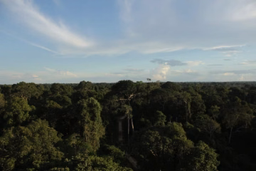 Sema cria grupo de trabalho para definir regras de acesso à energia na Floresta Estadual do Antimary