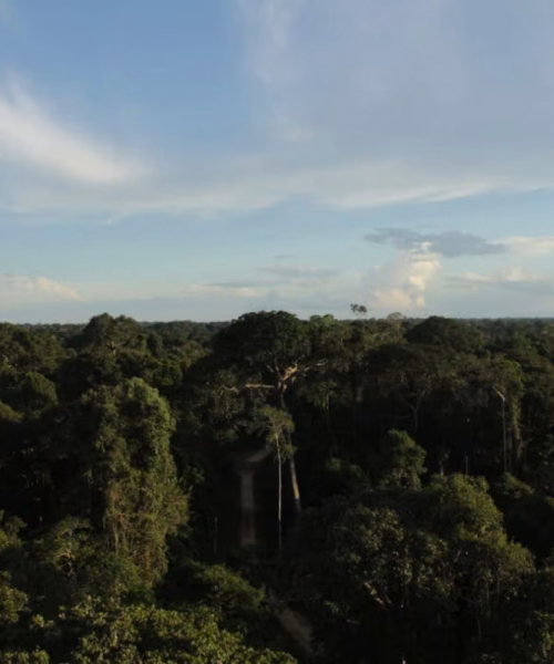 Sema cria grupo de trabalho para definir regras de acesso à energia na Floresta Estadual do Antimary