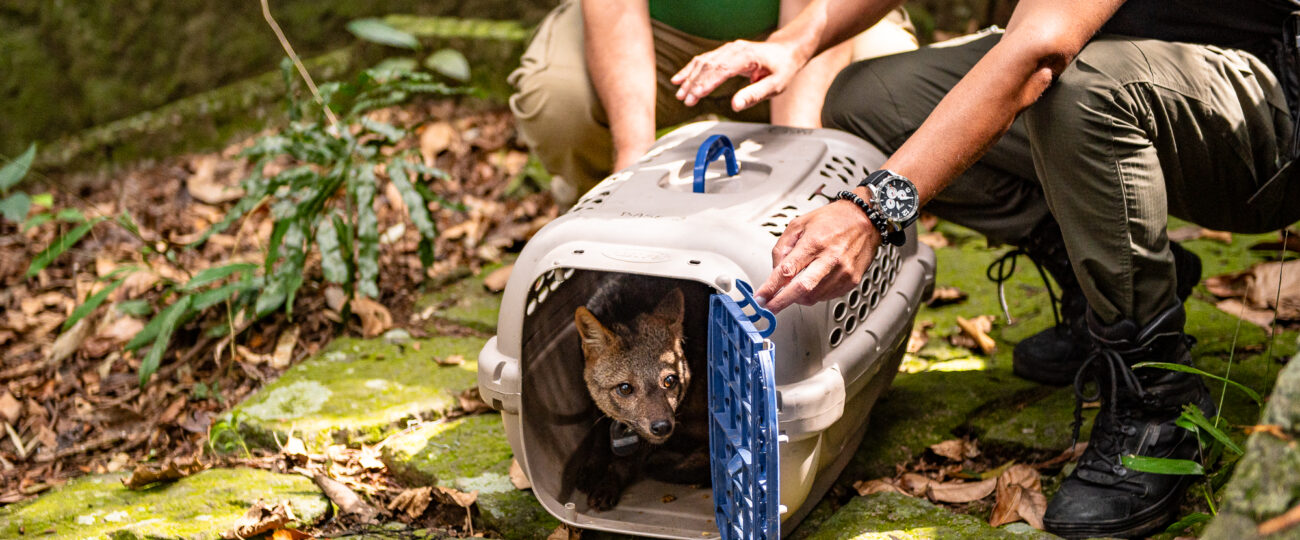 Cachorro-do-mato e macaco-prego voltam à natureza após meses de recuperação no Rio de Janeiro