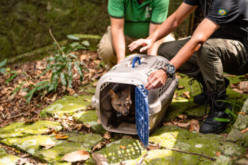 Cachorro-do-mato e macaco-prego voltam à natureza após meses de recuperação no Rio de Janeiro