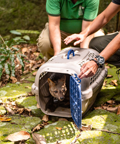 Cachorro-do-mato e macaco-prego voltam à natureza após meses de recuperação no Rio de Janeiro
