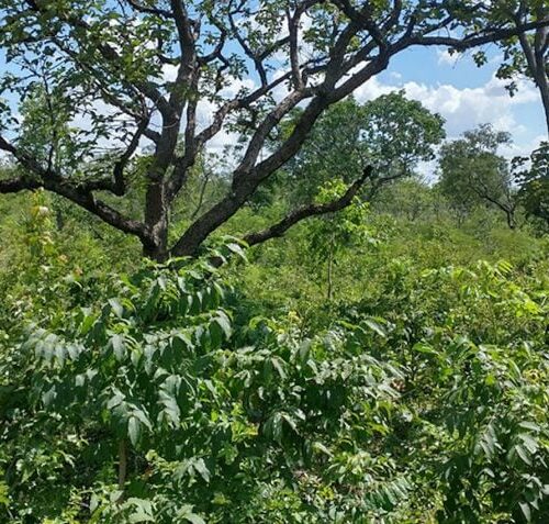 Brasil cria sistema unificado para avaliar recuperação da vegetação nativa em todos os biomas
