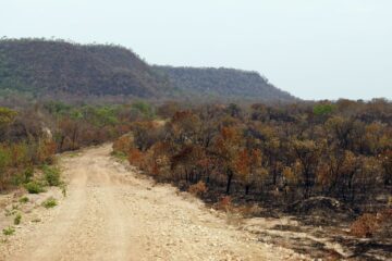 Perda de vegetação nativa deixa Brasil mais vulnerável aos extremos do El Niño, aponta MapBiomas