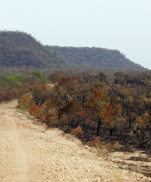 Perda de vegetação nativa deixa Brasil mais vulnerável aos extremos do El Niño, aponta MapBiomas