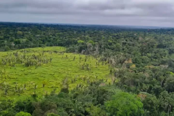60% das Terras Indígenas da Amazônia não registraram desmatamento em um ano, aponta Imazon