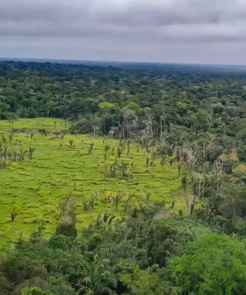 60% das Terras Indígenas da Amazônia não registraram desmatamento em um ano, aponta Imazon