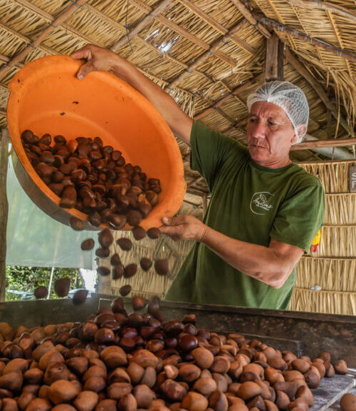 Bioeconomia transforma conservação da natureza em estratégia contra a crise climática