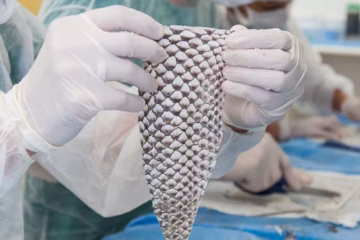 Ceará terá primeira fábrica em escala industrial de curativos feitos com pele de tilápia