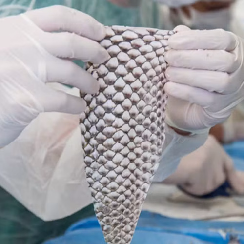 Ceará terá primeira fábrica em escala industrial de curativos feitos com pele de tilápia