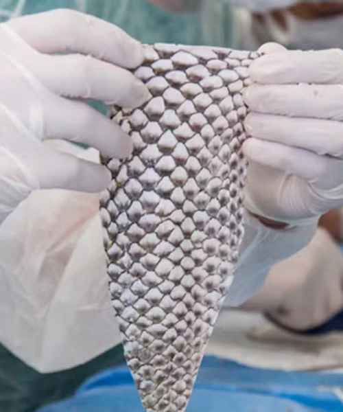Ceará terá primeira fábrica em escala industrial de curativos feitos com pele de tilápia