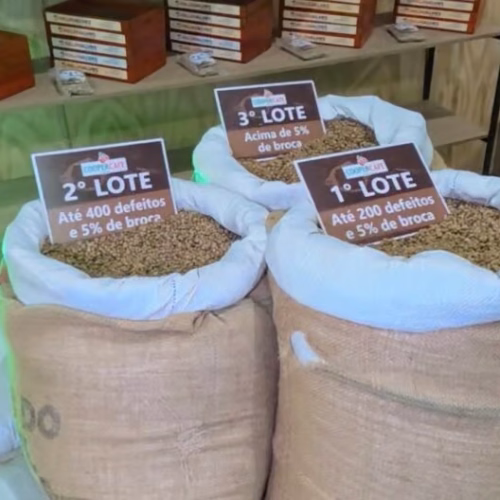 Café do Juruá rompe fronteiras do Acre e cooperativa já reúne mais de 270 produtores